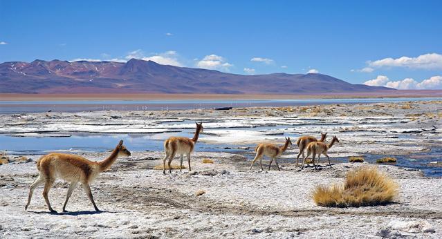 Eduardo Avaroa Andean Fauna National Reserve